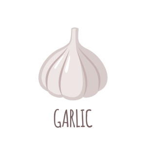 Garlic in flat style. Garlic vector logo. Garlic icon. Isolated object. Vegetable from the garden. Organic food. Vector illustration. Garlic on white background