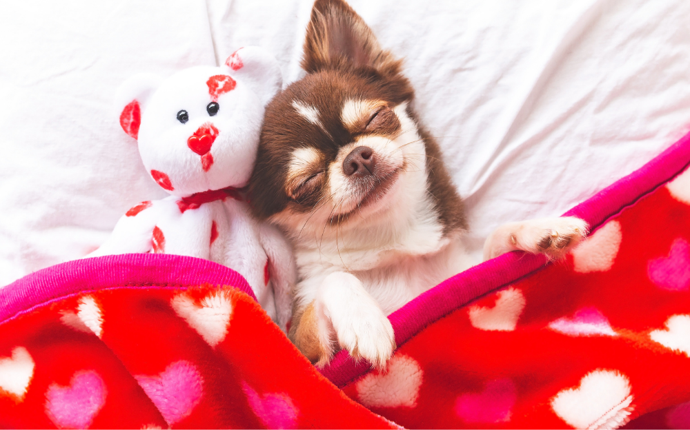 A small brown and cream colored dog and a white stuffed bear with red lip decal laying down against a white sheet, under a red blanket with white and pink heart decal.