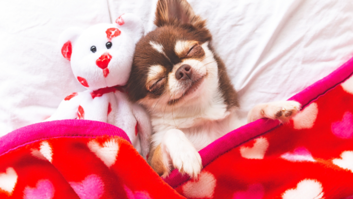 A small brown and cream colored dog and a white stuffed bear with red lip decal laying down against a white sheet, under a red blanket with white and pink heart decal.