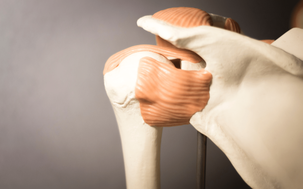A close up of a model skeleton's shoulder muscle and bones to emphasize the parts of the shoulder that can be injured in a workplace shoulder injury